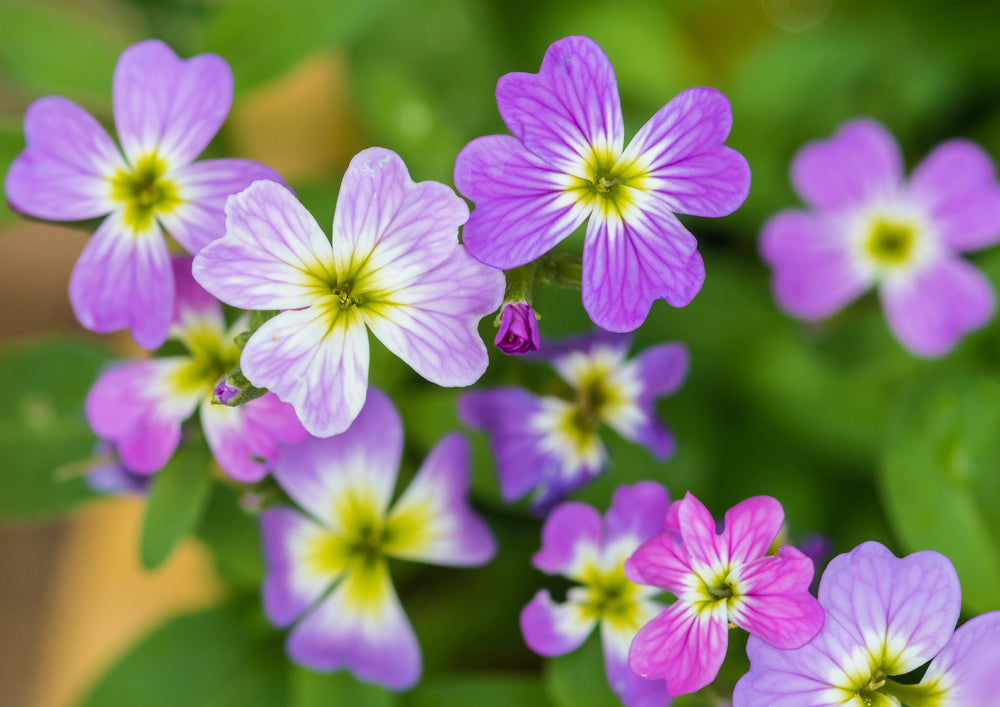 Virginian Stock Mix Seeds