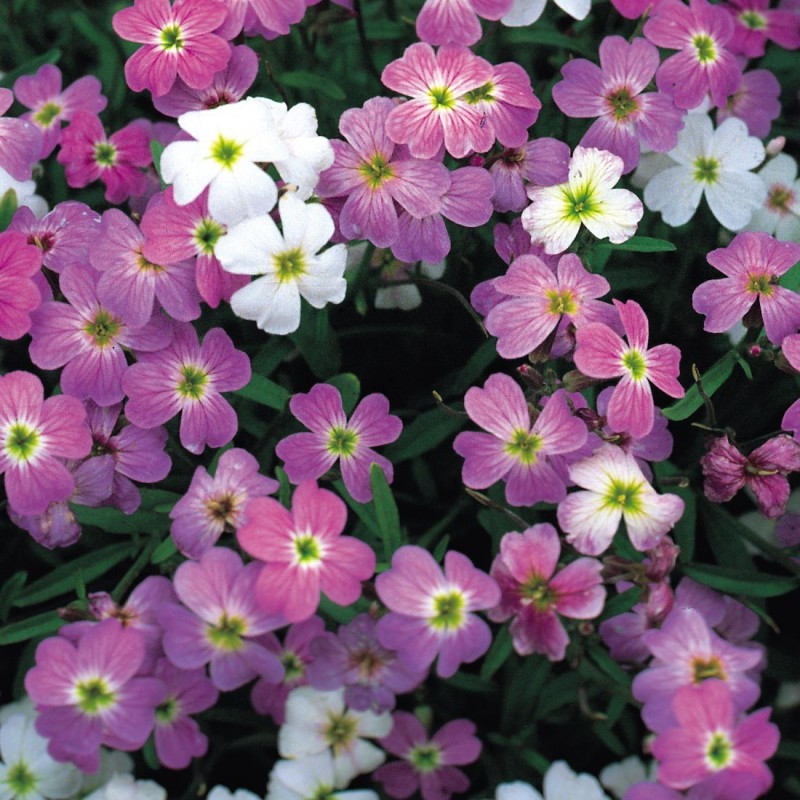 Virginian Stock Mix Seeds