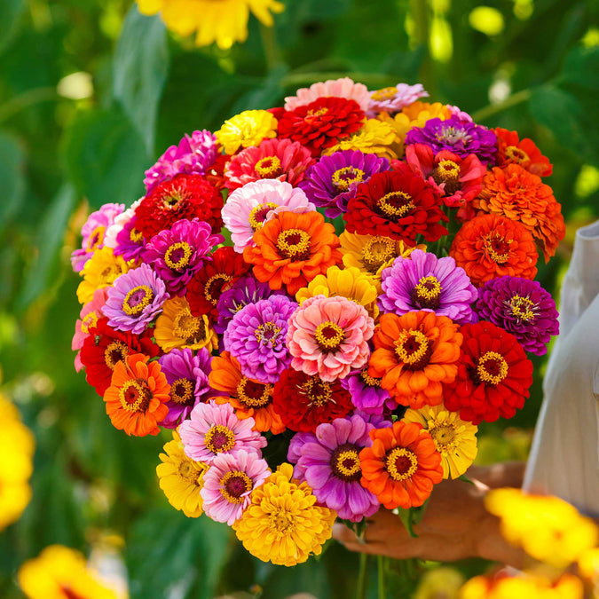 Zinnia California Giants Mix Seeds
