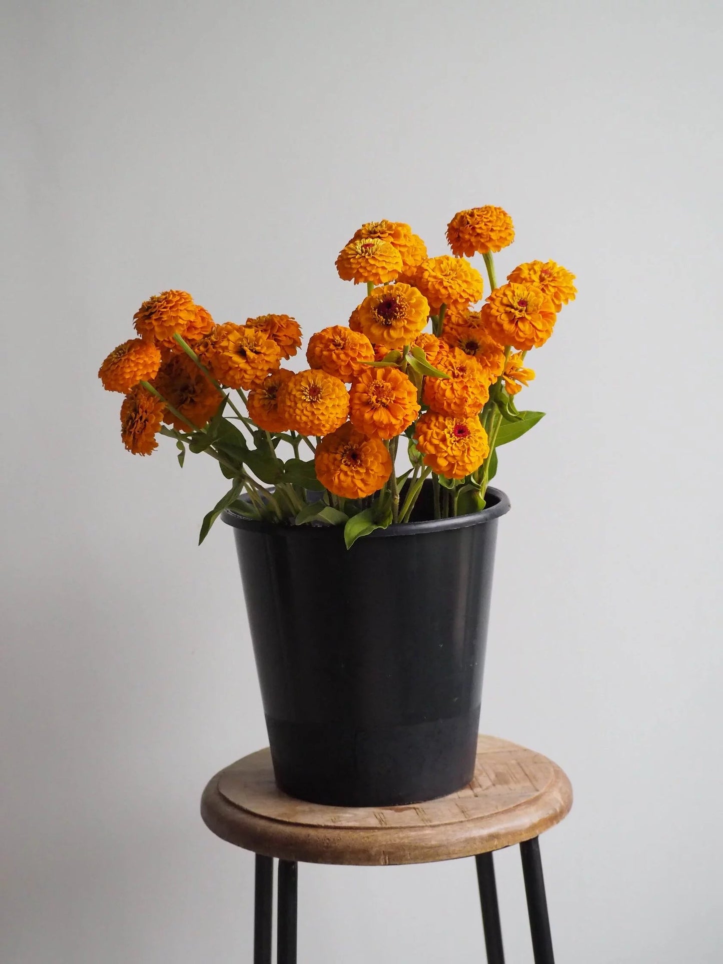 Zinnia Lilliput Golden Yellow Seeds