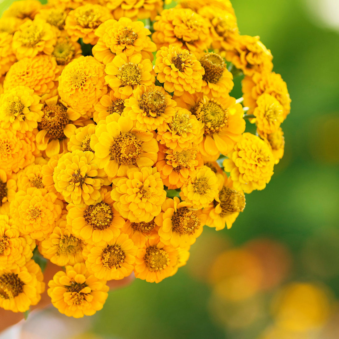 Zinnia Lilliput Golden Yellow Seeds