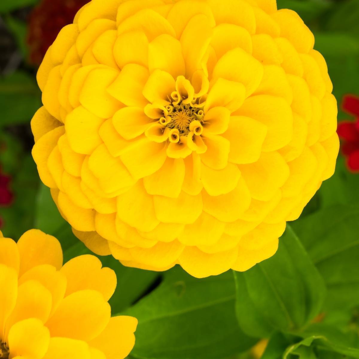 Zinnia Lilliput Golden Yellow Seeds