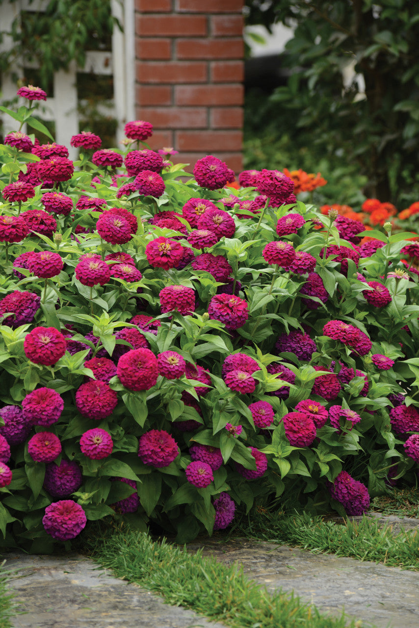 Zinnia Lilliput Purple Seeds