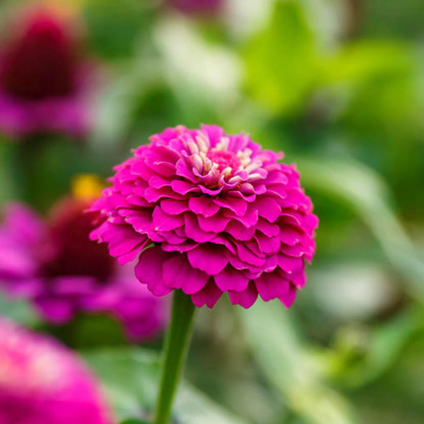 Zinnia Lilliput Purple Seeds