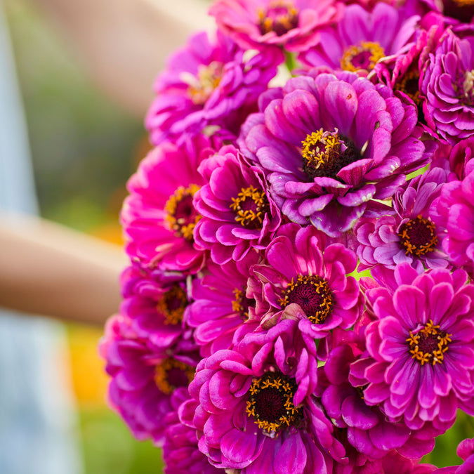 Zinnia Lilliput Purple Seeds
