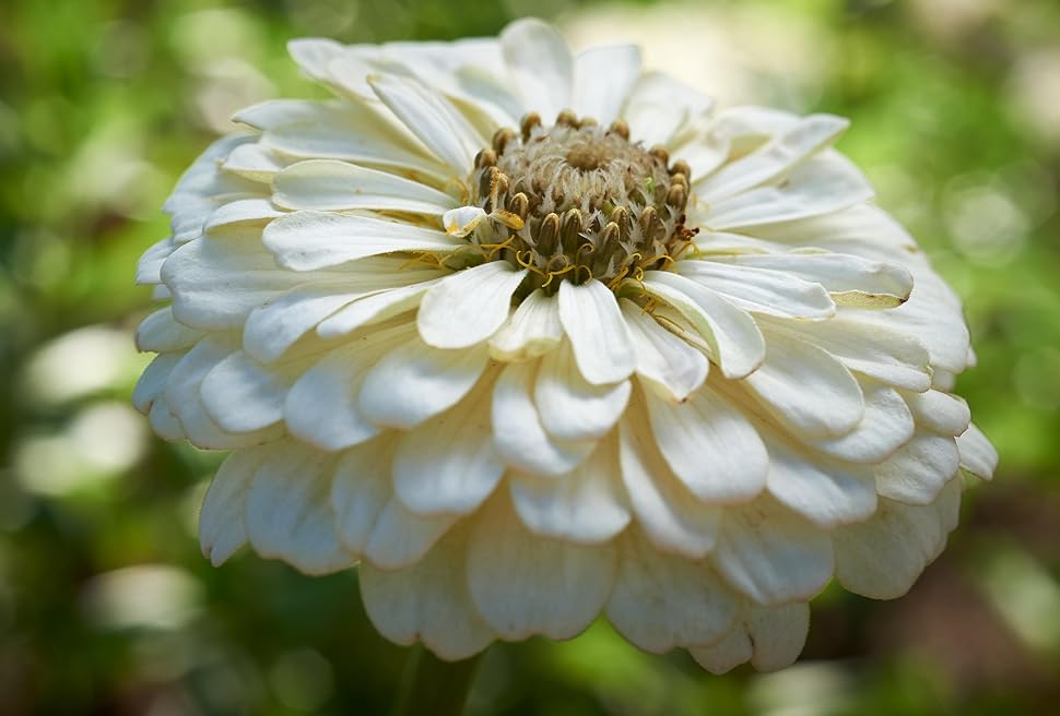Zinnia Lilliput White Seeds