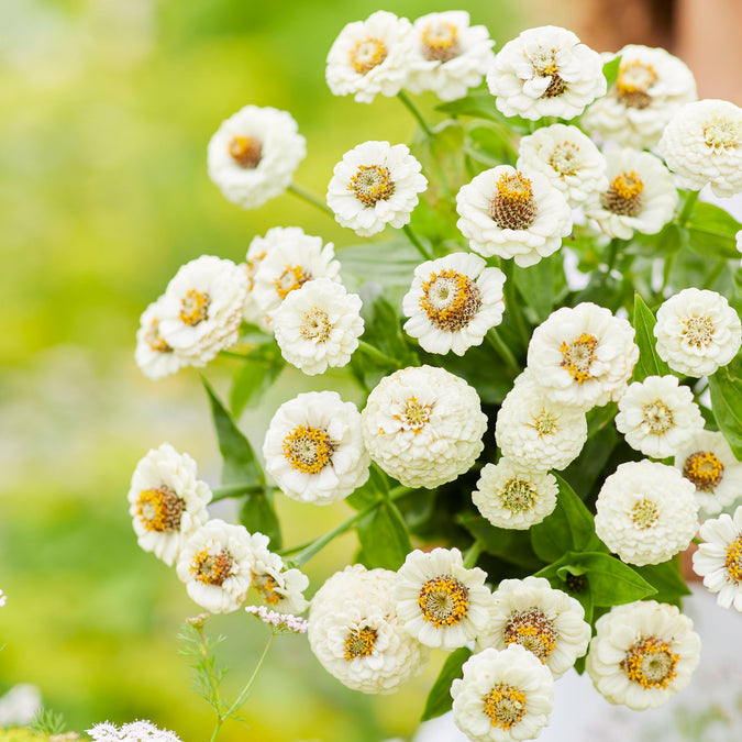 Zinnia Lilliput White Seeds