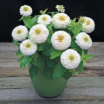 Zinnia Lilliput White Seeds