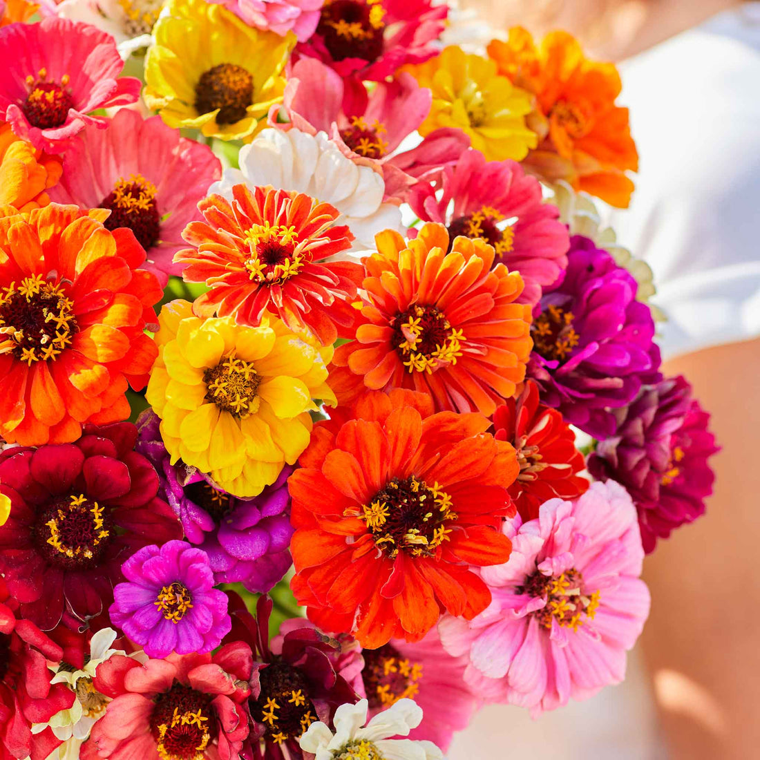 Zinnia Super Yoga Mix Seeds