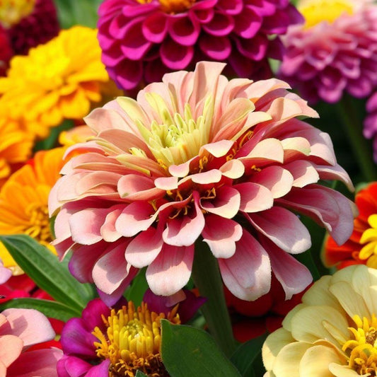 Zinnia Elegans Dahlia Mix Seeds
