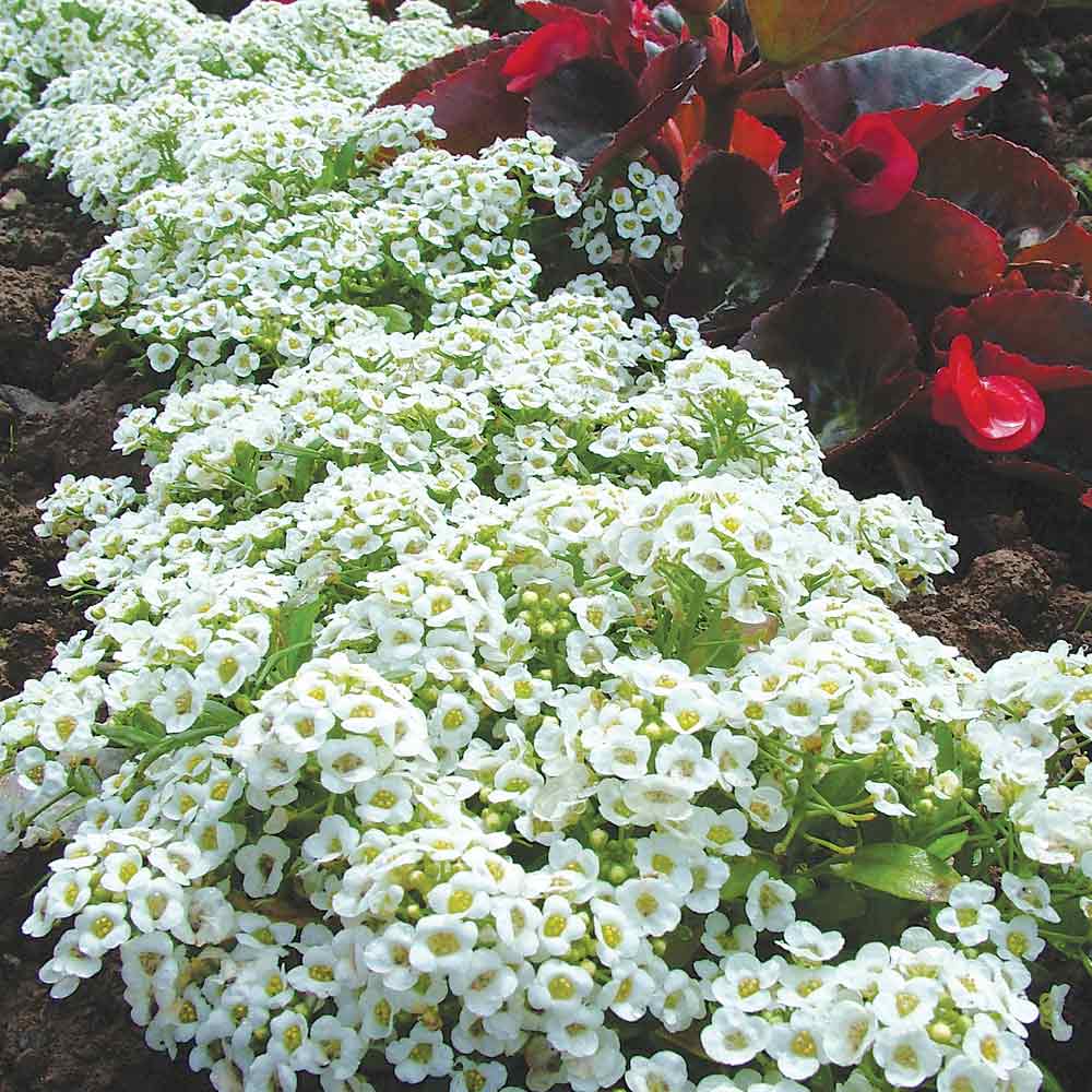 Alyssum Snow Carpet Flower Seeds