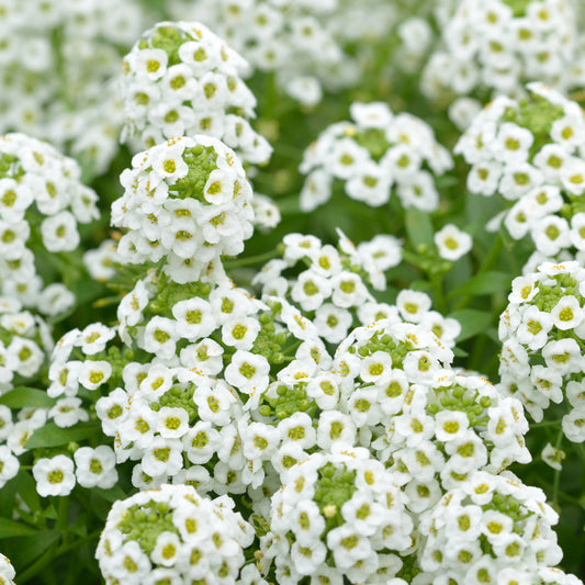 Alyssum Snow Carpet Flower Seeds