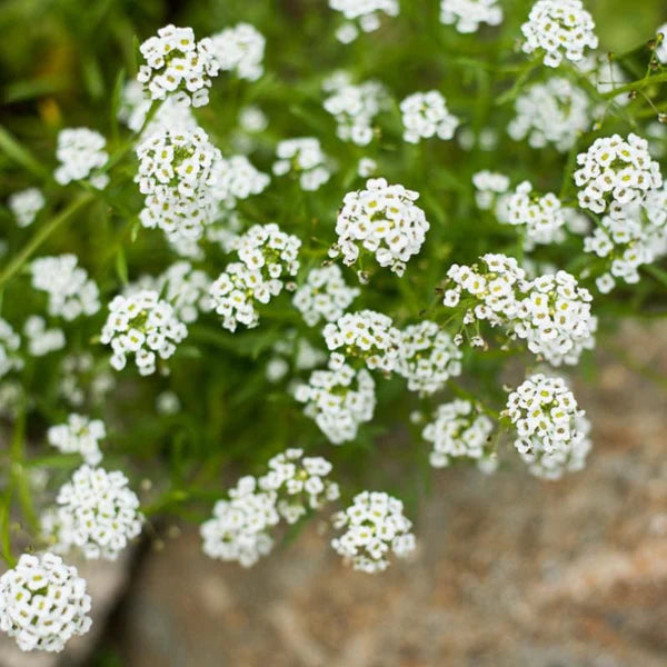 Alyssum Snow Carpet Flower Seeds