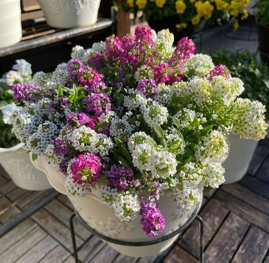 Alyssum Mix Flower Seeds