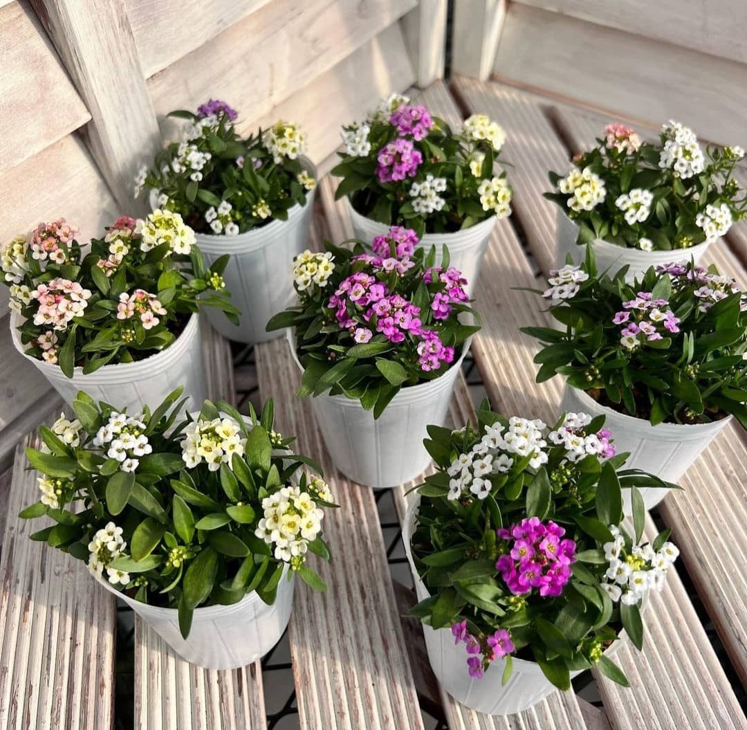 Alyssum Mix Flower Seeds