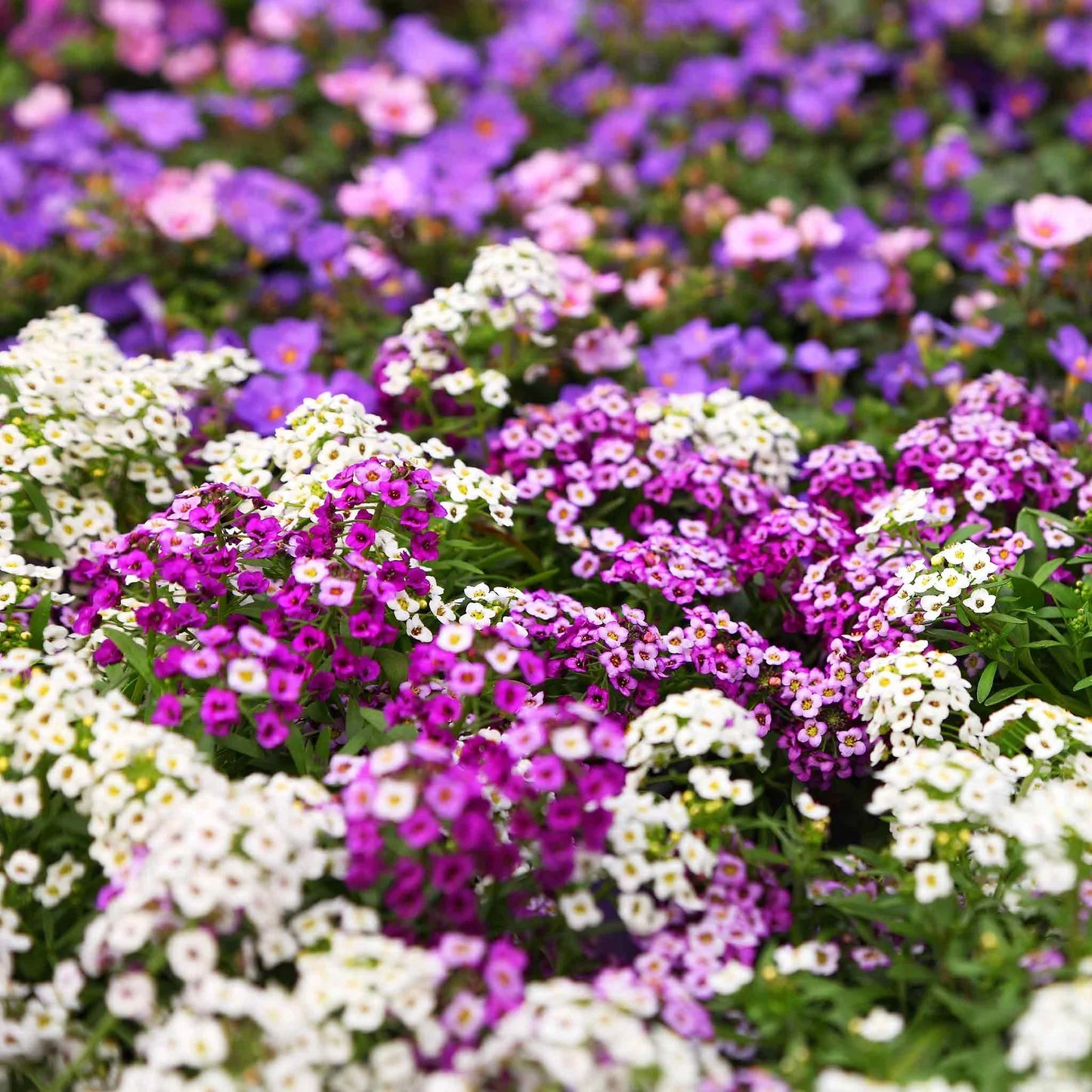 Alyssum Mix Flower Seeds