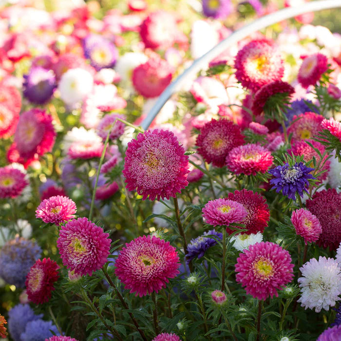 Aster California Mix Flower Seeds