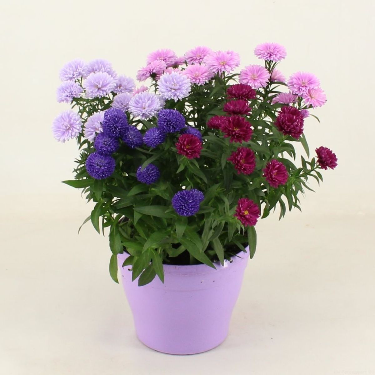 Aster California Mix Flower Seeds