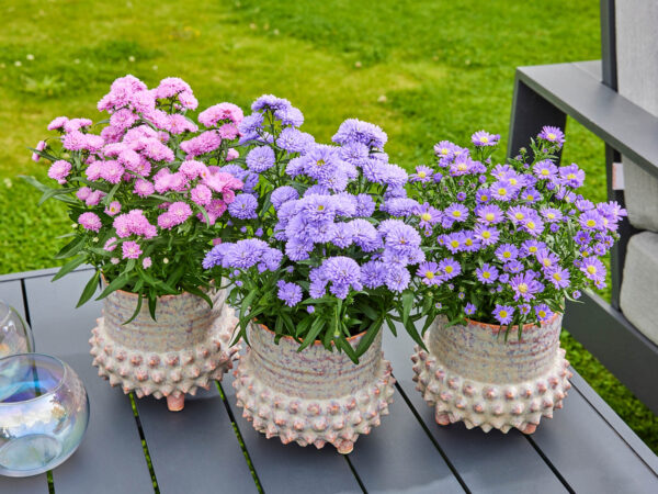Aster Nano Mix Flower Seeds