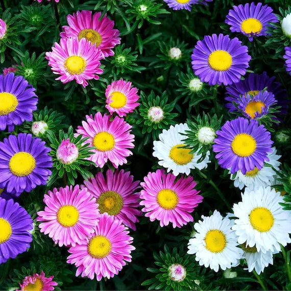 Aster Nano Mix Flower Seeds