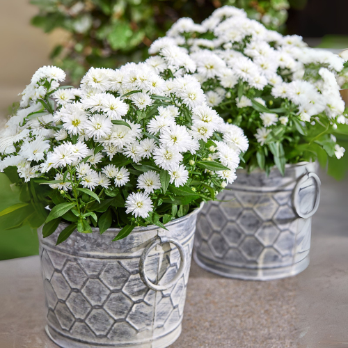 Aster Prices White Flower Seeds