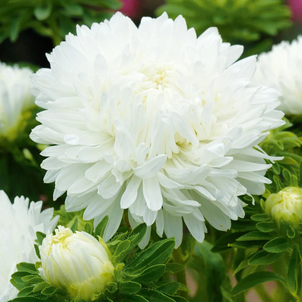 Aster Prices White Flower Seeds