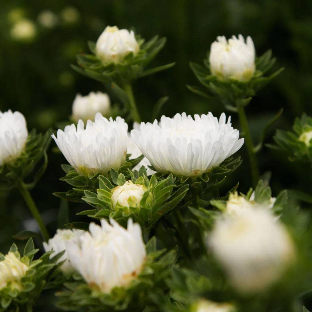 Aster Prices White Flower Seeds