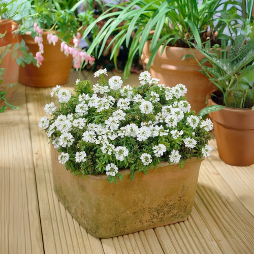 Candytuft Iberis Dwarf White