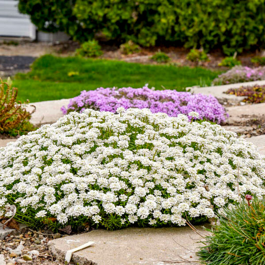 Candytuft Iberis Dwarf White