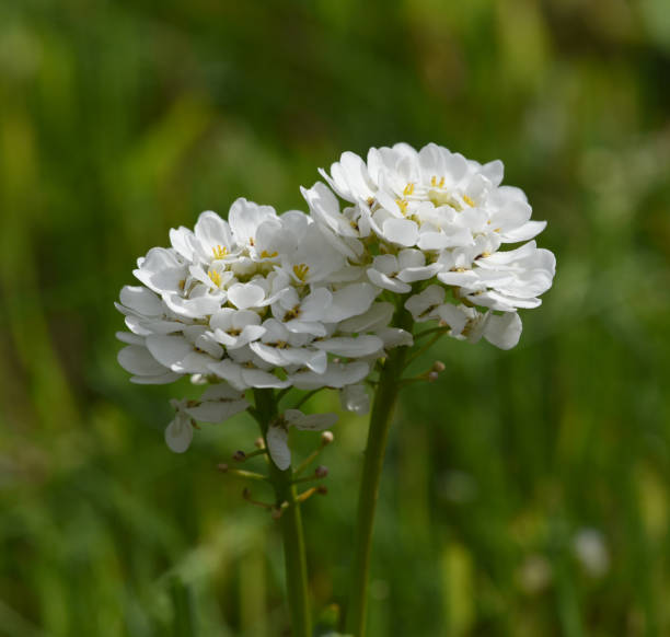 Candytuft Iberis Dwarf White