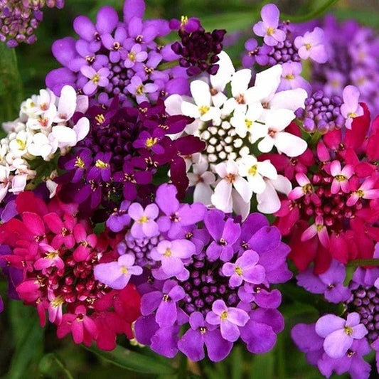 Candytuft Iberis Fairy Mix Flower Seeds