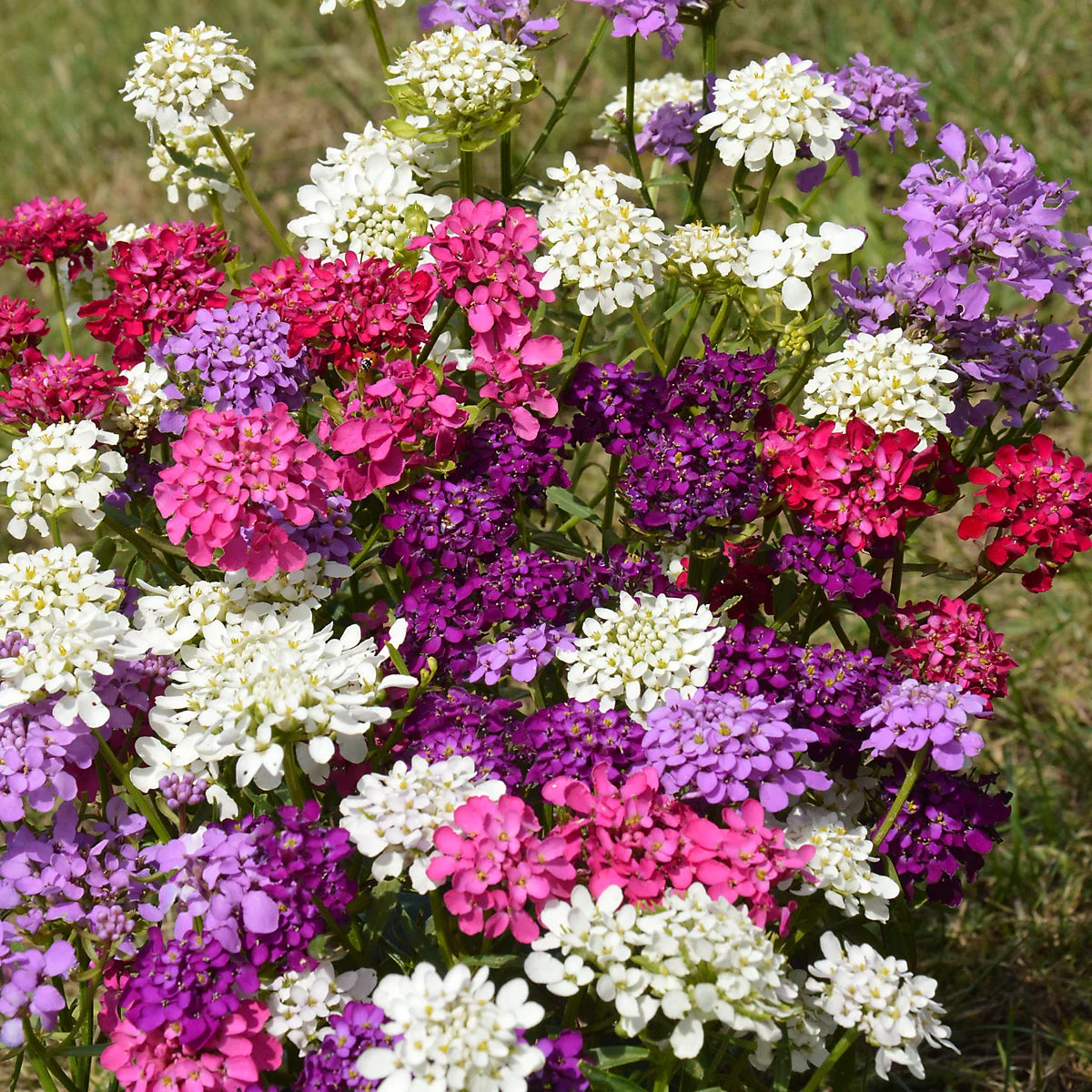 Candytuft Iberis Fairy Mix Flower Seeds