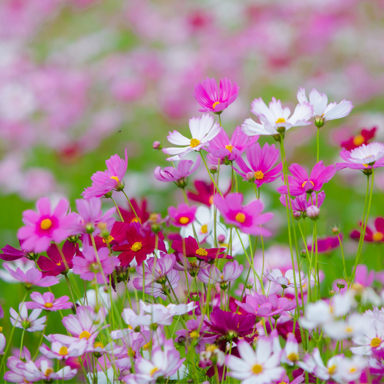 Cosmos Sea Shell Flower Seeds