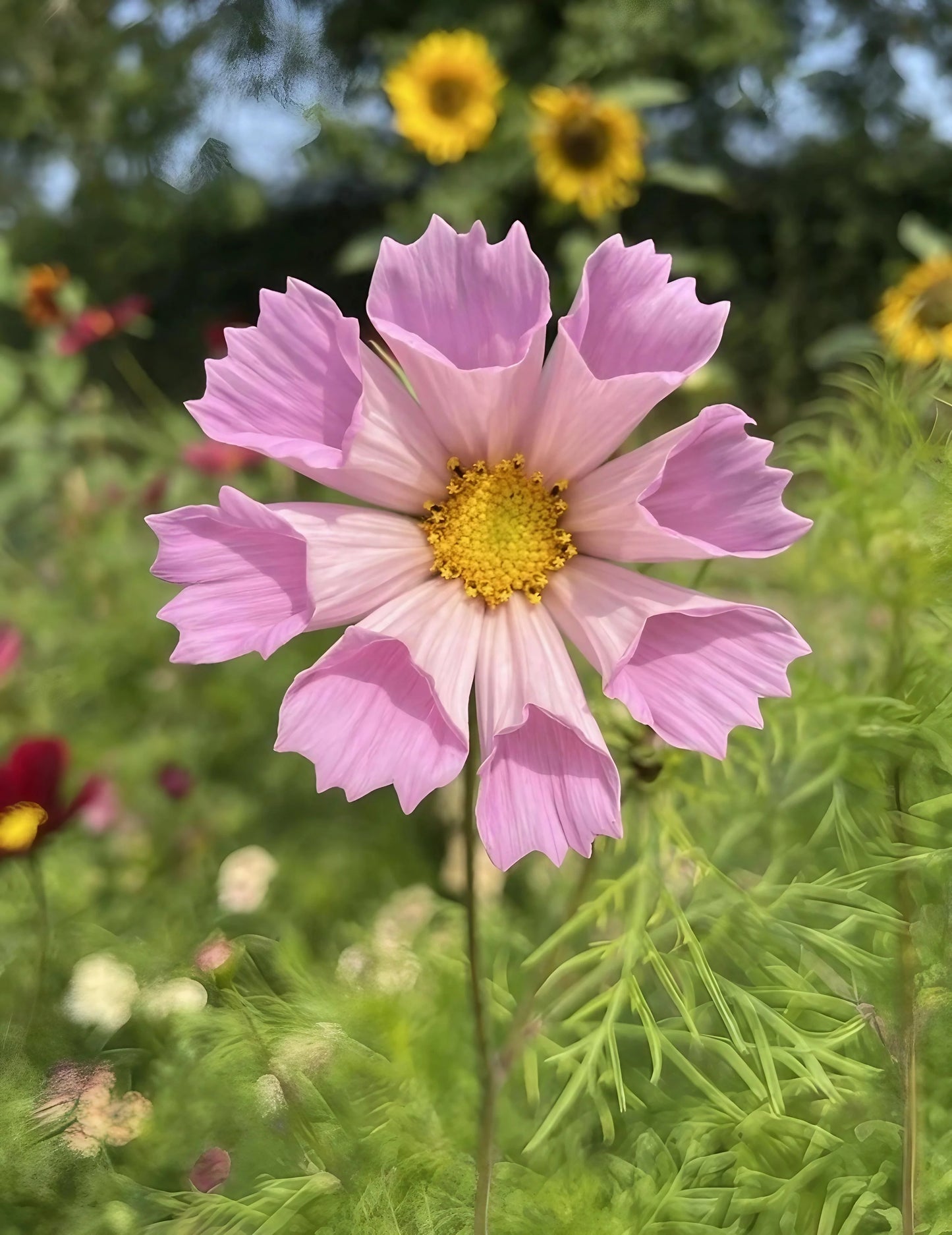 Cosmos Sea Shell Flower Seeds