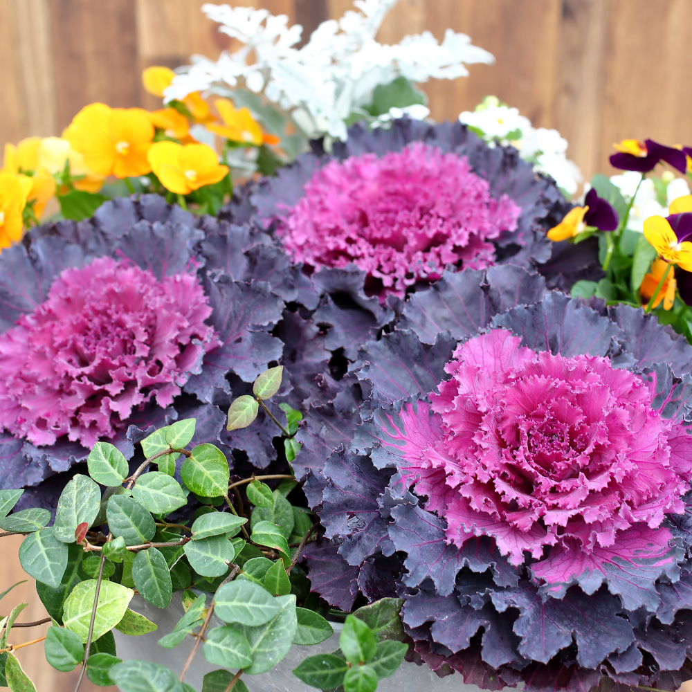Flowering Cabbage
