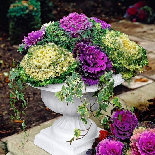 Flowering Cabbage