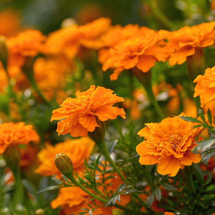 French Marigold Primo Orange Dwarf Flower Seeds