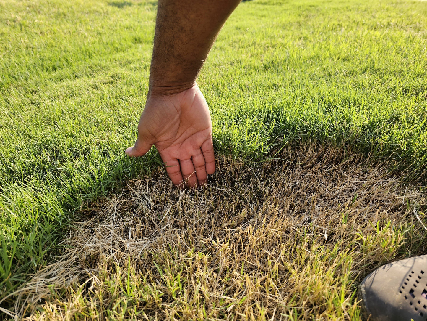 Premium Bermuda Grass Seeds