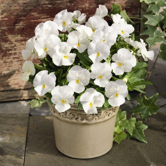 Pansy Full White Flower Seeds