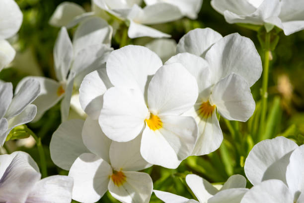 Pansy Full White Flower Seeds