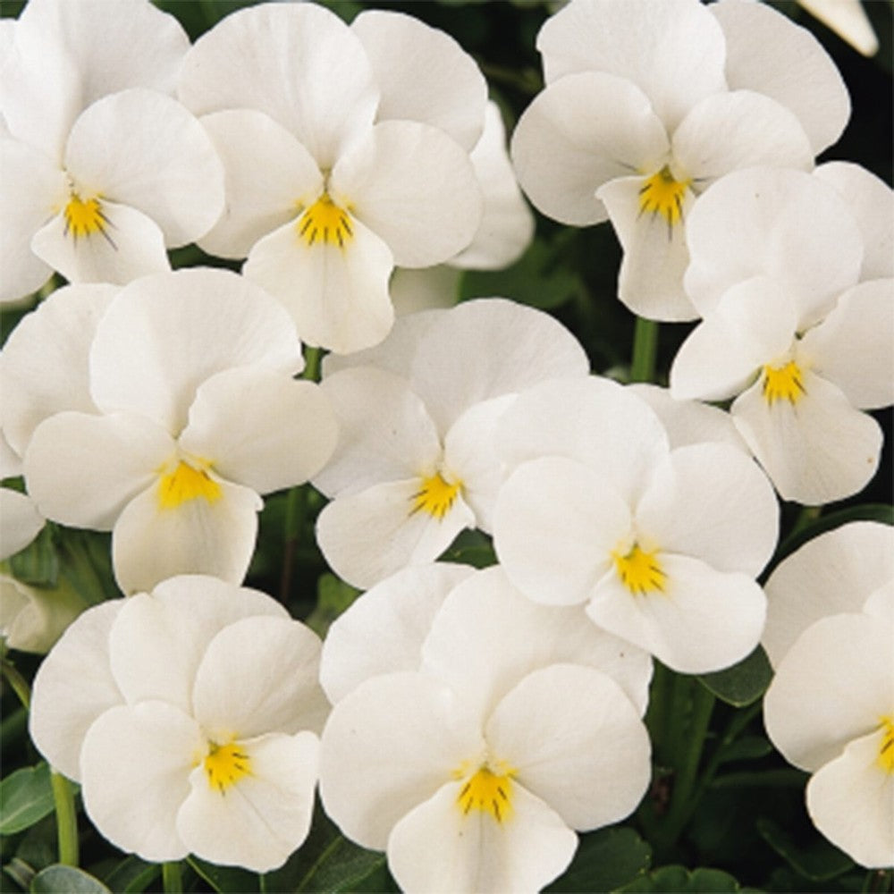 Pansy Full White Flower Seeds