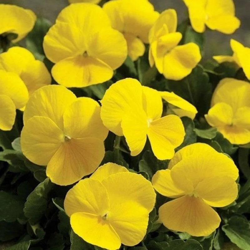 Pansy Full Yellow Flower Seeds