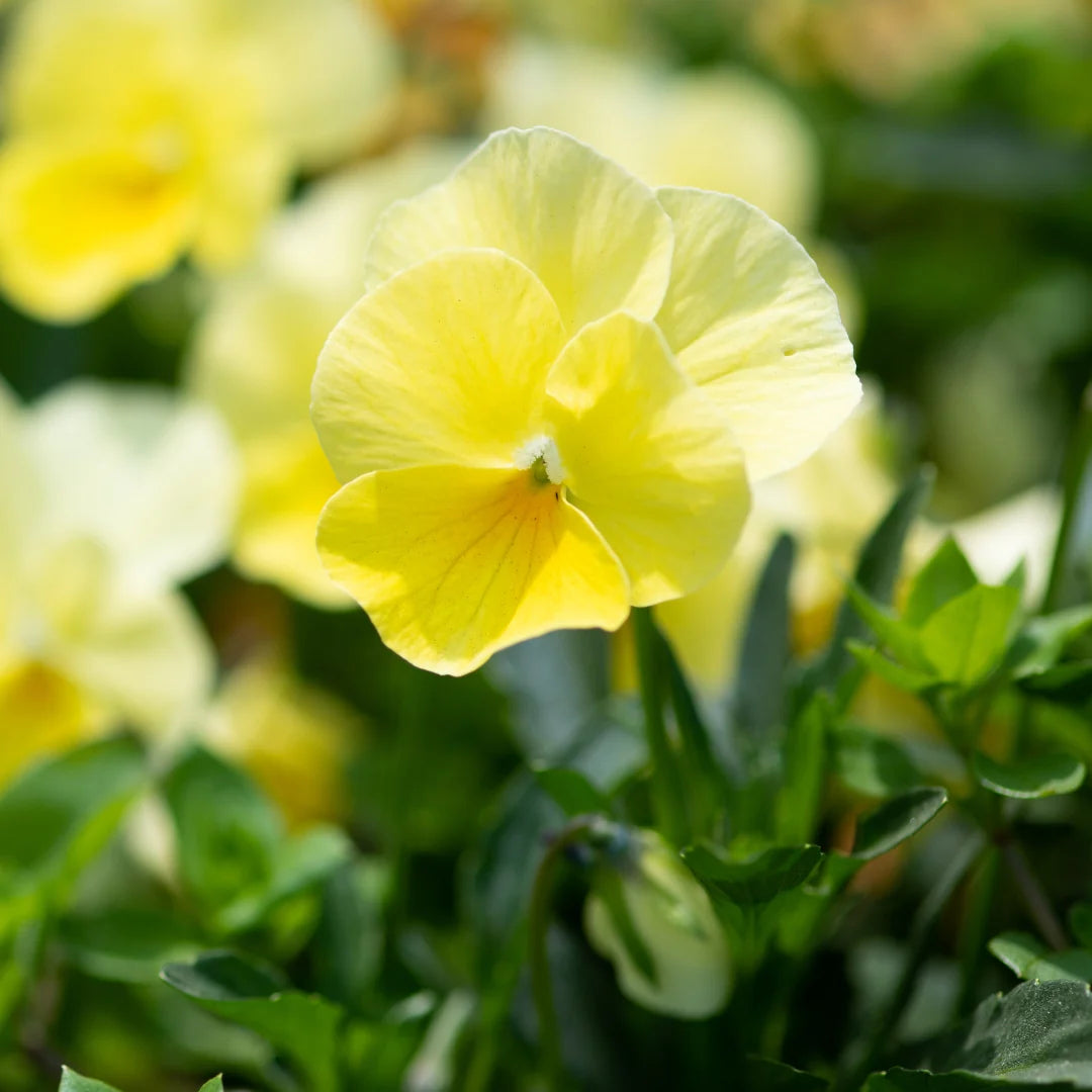 Pansy Full Yellow Flower Seeds