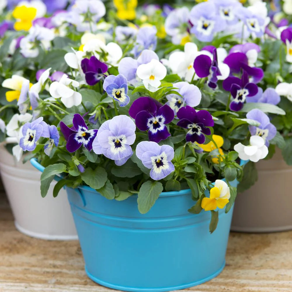 Pansy Giants Mix