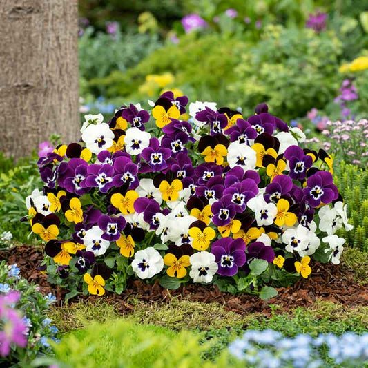 Pansy Giants Mix