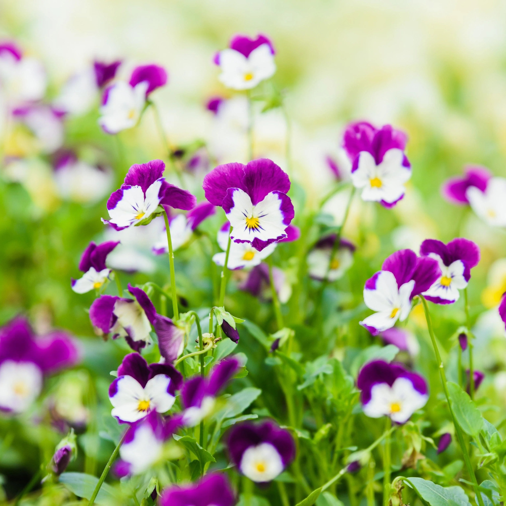 Pansy Viola Johnny Jump Up Dwarf