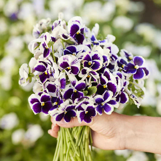 Pansy Viola Johnny Jump Up Dwarf