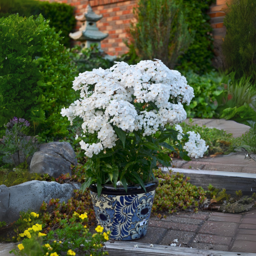 Phlox White Flower Seeds