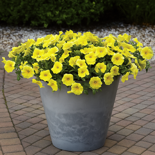 Phlox Yellow Flower Seeds
