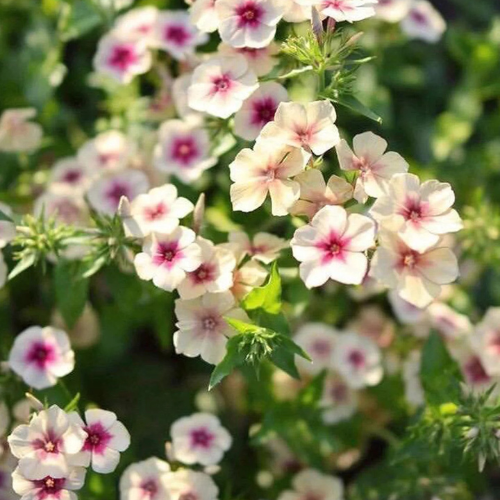 Phlox Caramel Flower Seeds